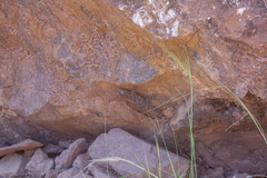 Tarentola mauritanica