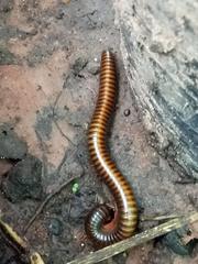 Thyropygus allevatus