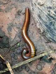 Thyropygus allevatus