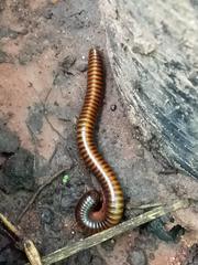 Thyropygus allevatus