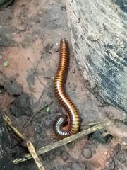 Thyropygus allevatus