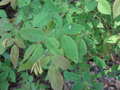 Lespedeza maximowiczii