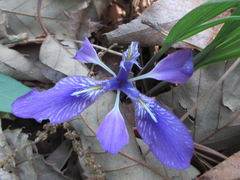 Iris rossii