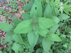 Scrophularia kakudensis