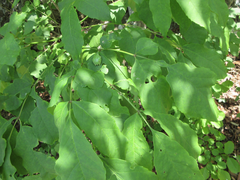 Fraxinus chinensis