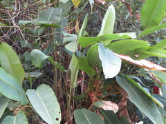 Heliconia aemygdiana