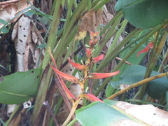 Heliconia aemygdiana