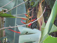 Heliconia aemygdiana
