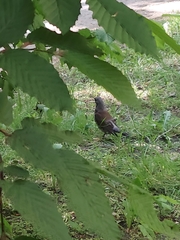 Turdus pilaris