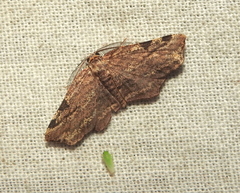 Achrosis intexta