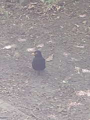 Turdus merula