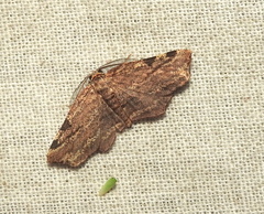 Achrosis intexta