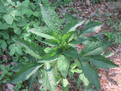 Sanicula chinensis