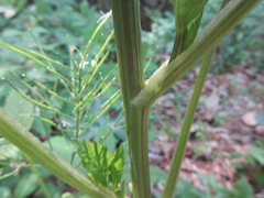 Sanicula chinensis