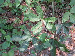 Sanicula chinensis