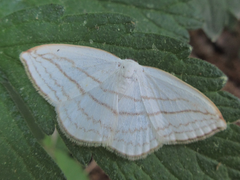 Ditrigona conflexaria