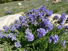 Polemonium viscosum