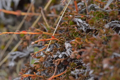 Gonocarpus aggregatus