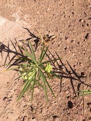 Asclepias labriformis