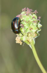 Chrysolina cerealis