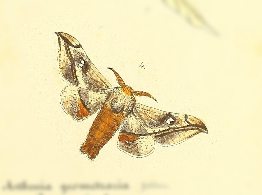 Gonogramma despecta