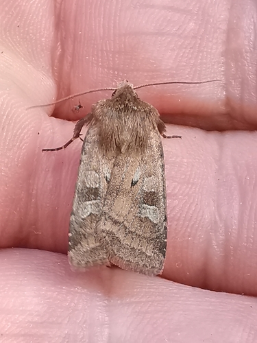 Small Square-spot