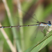 Everglades Sprite - Photo (c) Dan Irizarry, some rights reserved (CC BY-NC-SA)