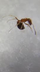 Trichomyrmex destructor