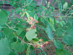 Amelanchier sanguinea
