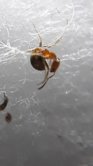 Trichomyrmex destructor