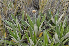 Celmisia spectabilis magnifica