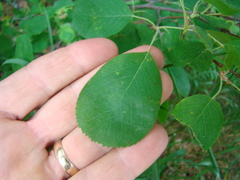 Amelanchier sanguinea