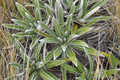 Celmisia spectabilis magnifica