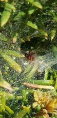 Agelenidae
