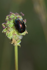 Chrysolina cerealis