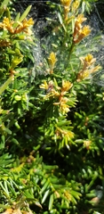 Agelenidae