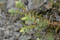 Veronica pinguifolia