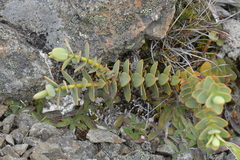 Veronica pinguifolia