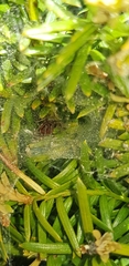 Agelenidae
