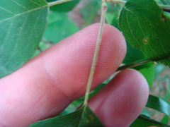 Amelanchier sanguinea