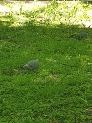 Columba palumbus