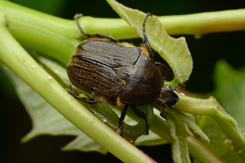 Cosmiomorpha taiwanomontanus