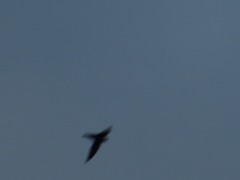 Streptoprocne zonaris