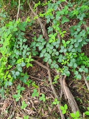 Macrotyloma axillare axillare