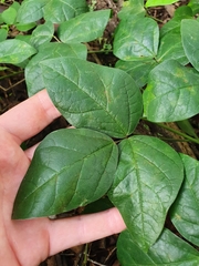 Macrotyloma axillare axillare