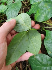 Macrotyloma axillare axillare