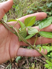 Macrotyloma axillare axillare