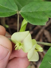 Macrotyloma axillare axillare