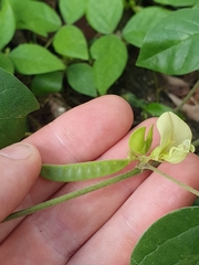 Macrotyloma axillare axillare