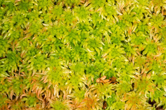 Sphagnum falcatulum